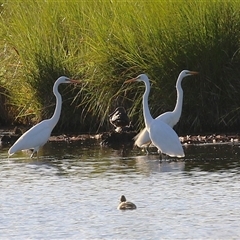 Ardea alba at Fyshwick, ACT - 30 Dec 2024 by RodDeb