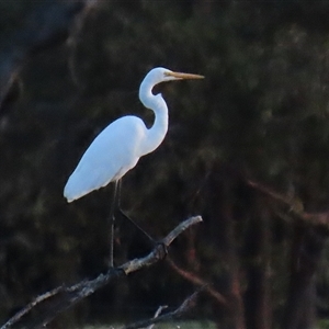 Ardea alba at Fyshwick, ACT - 30 Dec 2024 07:57 PM