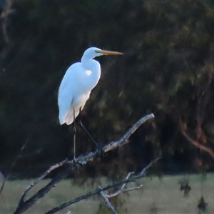 Ardea alba at Fyshwick, ACT - 30 Dec 2024 07:57 PM