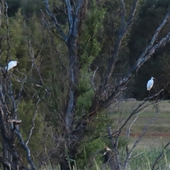 Ardea alba at Fyshwick, ACT - 30 Dec 2024 07:57 PM