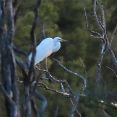 Ardea alba at Fyshwick, ACT - 30 Dec 2024 07:57 PM