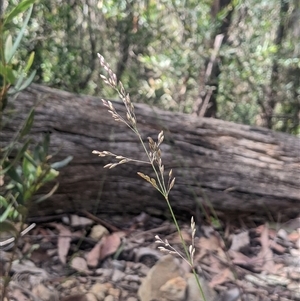 Deyeuxia scaberula at Cotter River, ACT - 29 Dec 2024 12:30 PM