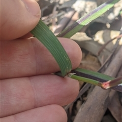 Deyeuxia scaberula at Cotter River, ACT - 29 Dec 2024