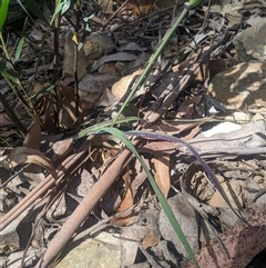 Deyeuxia scaberula at Cotter River, ACT - 29 Dec 2024 12:30 PM