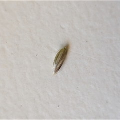 Deyeuxia scaberula at Cotter River, ACT - 29 Dec 2024