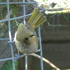 Unidentified at suppressed - 5 May 2005