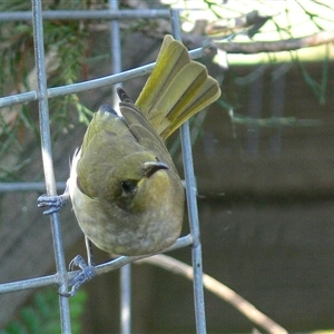 Lichmera indistincta at Shannondale, NSW - 5 May 2005