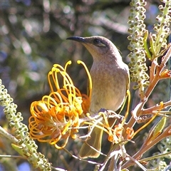 Lichmera indistincta at Shannondale, NSW - 5 May 2005