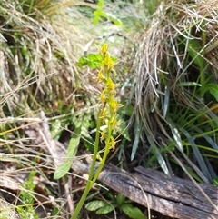 Paraprasophyllum tadgellianum (Tadgell's leek orchid) at Cotter River, ACT - 21 Dec 2024 by shoko