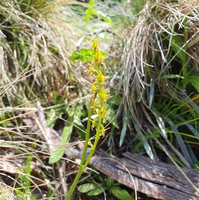 Paraprasophyllum tadgellianum (Tadgell's leek orchid) at Cotter River, ACT - 21 Dec 2024 by shoko