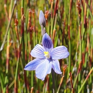 Thelymitra cyanea at Cotter River, ACT - suppressed