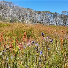 Thelymitra cyanea at Cotter River, ACT - suppressed