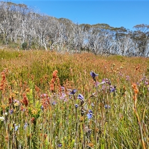 Thelymitra cyanea at Cotter River, ACT - suppressed