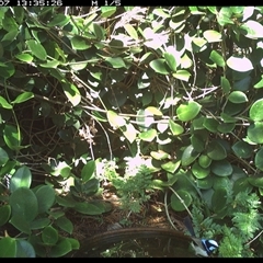 Malurus cyaneus (Superb Fairywren) at Shannondale, NSW - 7 Oct 2024 by PEdwards