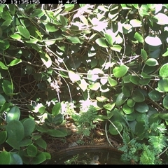 Malurus cyaneus at Shannondale, NSW - 7 Oct 2024 03:47 PM