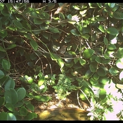 Malurus cyaneus at Shannondale, NSW - 7 Oct 2024 03:47 PM