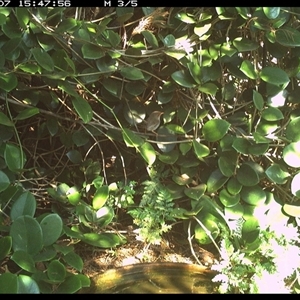 Malurus cyaneus at Shannondale, NSW - 7 Oct 2024 03:47 PM