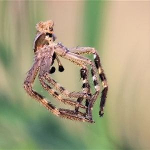 Neosparassus calligaster (Beautiful Badge Huntsman) at Wodonga, VIC by KylieWaldon