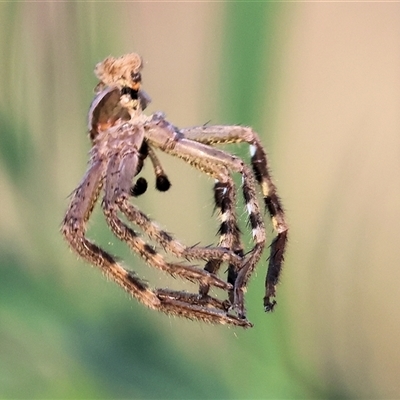 Neosparassus calligaster (Beautiful Badge Huntsman) at Wodonga, VIC - 25 Dec 2024 by KylieWaldon