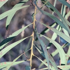 Acacia rubida (Red-stemmed Wattle, Red-leaved Wattle) at Wodonga, VIC - 25 Dec 2024 by KylieWaldon