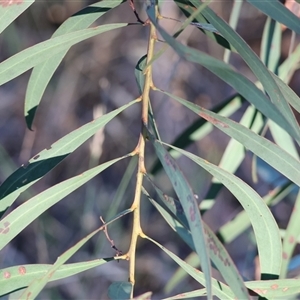 Acacia rubida (Red-stemmed Wattle, Red-leaved Wattle) at Wodonga, VIC by KylieWaldon