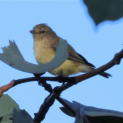 Smicrornis brevirostris (Weebill) at Wodonga, VIC - 26 Dec 2024 by KylieWaldon