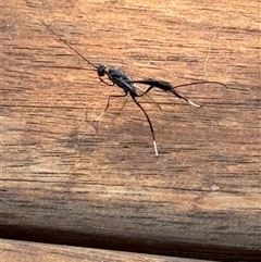 Ichneumonidae (family) (Unidentified ichneumon wasp) at Hughes, ACT - 31 Dec 2024 by Woodwasp