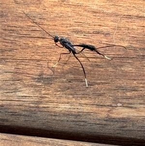 Ichneumonidae (family) (Unidentified ichneumon wasp) at Hughes, ACT by Woodwasp