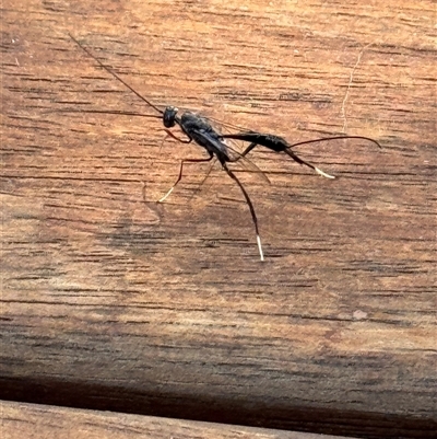 Ichneumonidae (family) (Unidentified ichneumon wasp) at Hughes, ACT - 30 Dec 2024 by Woodwasp