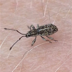 Titinia tenuis (Titinia weevil) at Bungendore, NSW by clarehoneydove