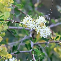 Bursaria spinosa (Native Blackthorn, Sweet Bursaria) at Wodonga, VIC - 26 Dec 2024 by KylieWaldon