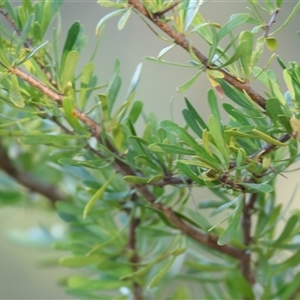 Bursaria spinosa at Wodonga, VIC - 26 Dec 2024 06:33 AM