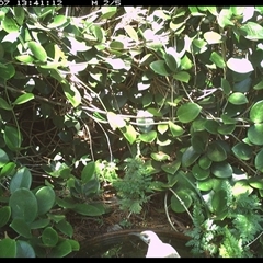 Philemon citreogularis (Little Friarbird) at Shannondale, NSW - 3 Sep 2006 by PEdwards