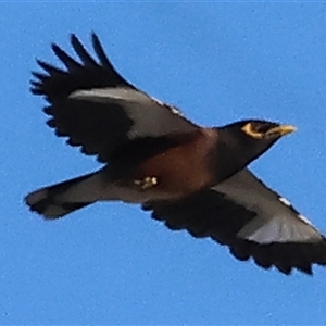 Acridotheres tristis at Wodonga, VIC - 26 Dec 2024 06:36 AM