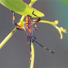 Amorbus (genus) (Eucalyptus Tip bug) at Wodonga, VIC - 26 Dec 2024 by KylieWaldon