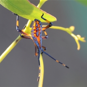 Amorbus sp. (genus) (Eucalyptus Tip bug) at Wodonga, VIC by KylieWaldon