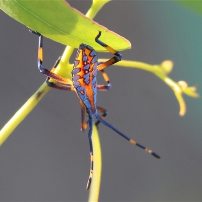 Amorbus (genus) (Eucalyptus Tip bug) at Wodonga, VIC - 26 Dec 2024 by KylieWaldon