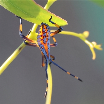 Amorbus sp. (genus) (Eucalyptus Tip bug) at Wodonga, VIC - 25 Dec 2024 by KylieWaldon