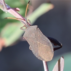 Amorbus sp. (genus) at Wodonga, VIC - 26 Dec 2024