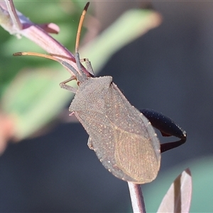 Amorbus (genus) at Wodonga, VIC - 26 Dec 2024 07:22 AM