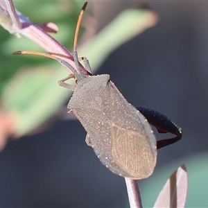 Amorbus sp. (genus) at Wodonga, VIC - 26 Dec 2024 07:22 AM