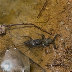 Laccotrephes tristis (Water Scorpion or Toe-biter) at Kambah, ACT - 31 Dec 2024 by LineMarie