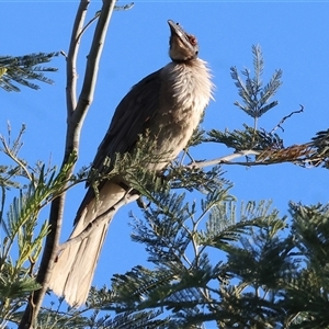 Philemon corniculatus (Noisy Friarbird) at Wodonga, VIC by KylieWaldon