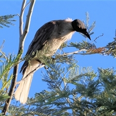 Philemon corniculatus at Wodonga, VIC - 26 Dec 2024 06:40 AM