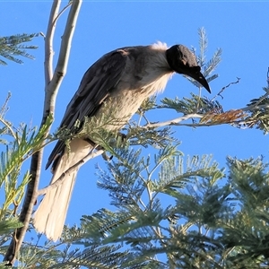 Philemon corniculatus at Wodonga, VIC - 26 Dec 2024 06:40 AM