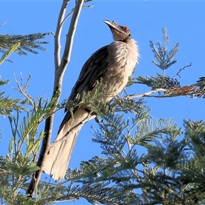 Philemon corniculatus at Wodonga, VIC - 26 Dec 2024 06:40 AM