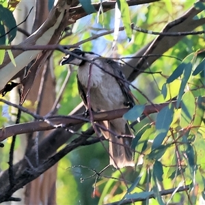 Philemon corniculatus at Wodonga, VIC - 26 Dec 2024 06:40 AM