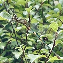 Unidentified Dragonfly or Damselfly (Odonata) at Higgins, ACT - 31 Dec 2024 by Jennybach