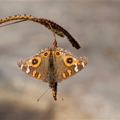 Junonia villida (Meadow Argus) at Larbert, NSW - 12 May 2017 by AlisonMilton