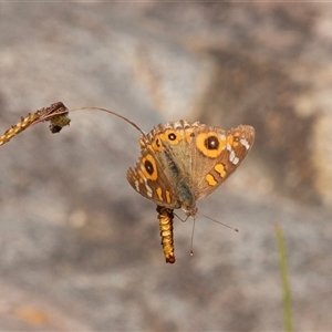 Junonia villida at Larbert, NSW - 12 May 2017